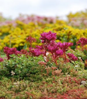 sedum sedum