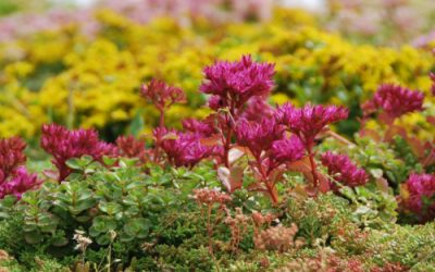 sedum sedum